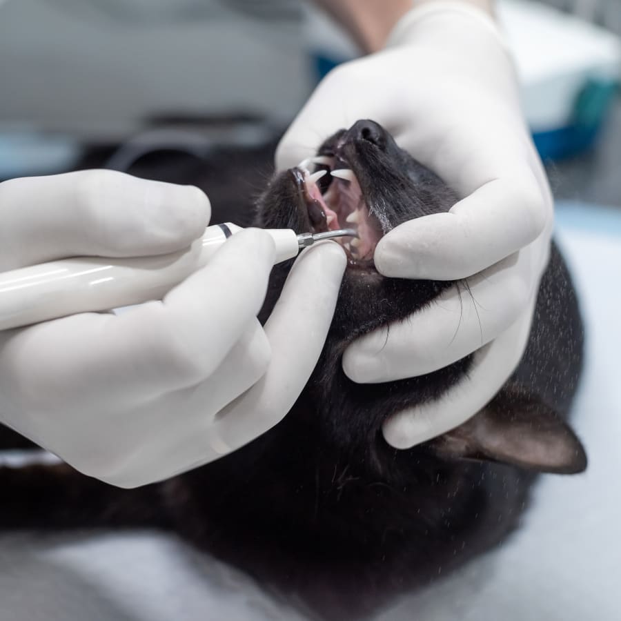 Veterinary Dental Care for Cats and Dogs in Somerset