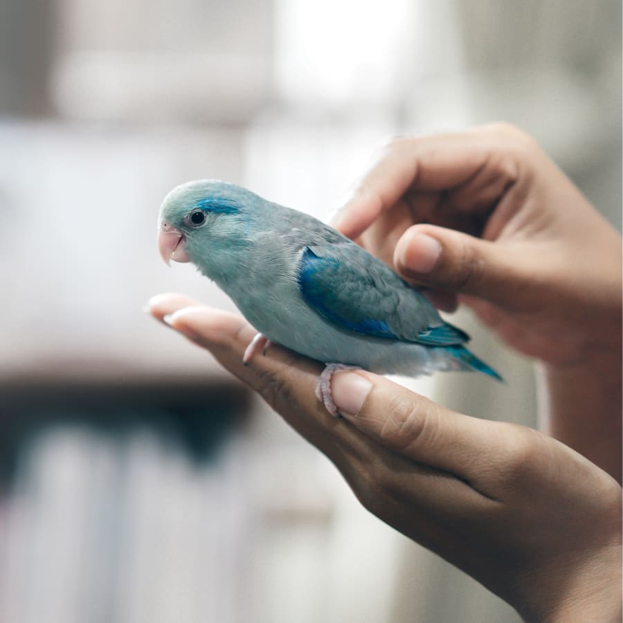 Avian & Exotic Pet Services, Somerset Veterinarians