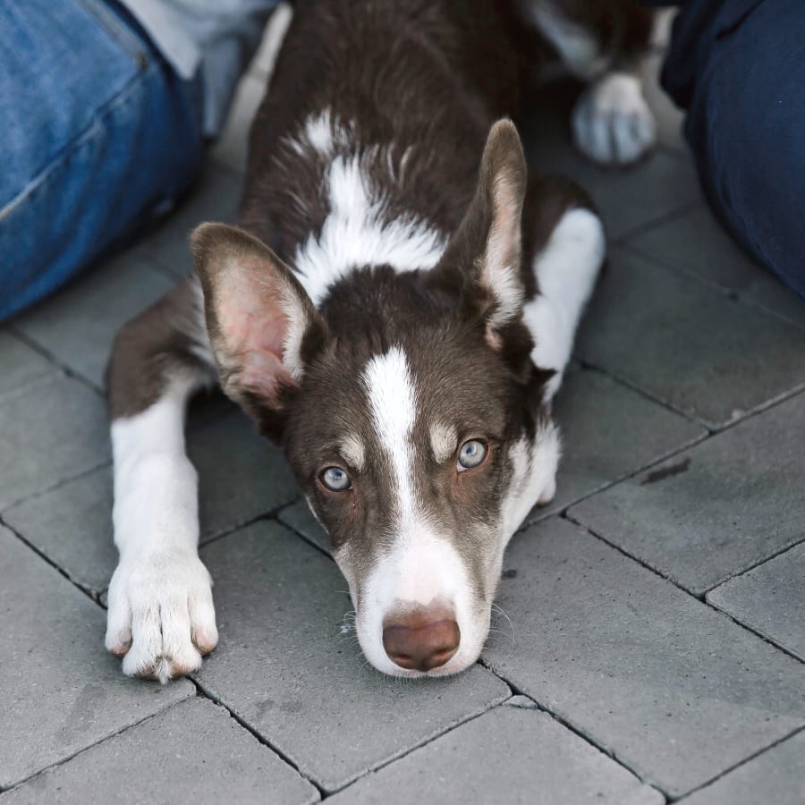 Geriatric Care for Pets, Somerset