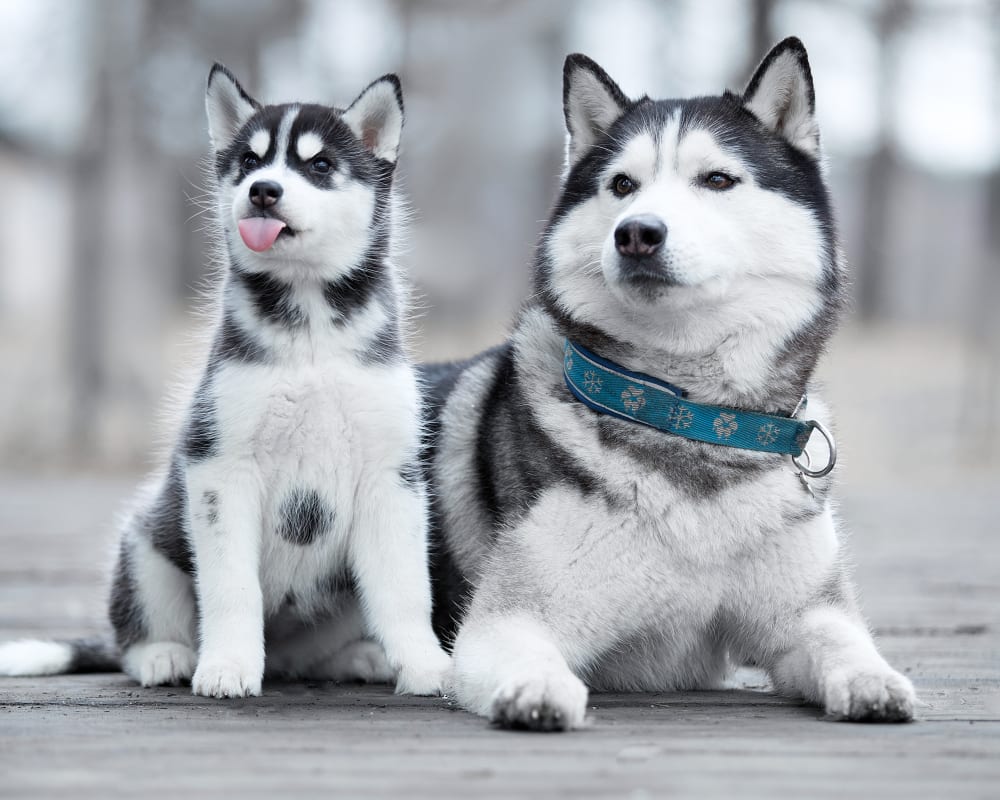 Midway Veterinary Hospital | Somerset GP Vet