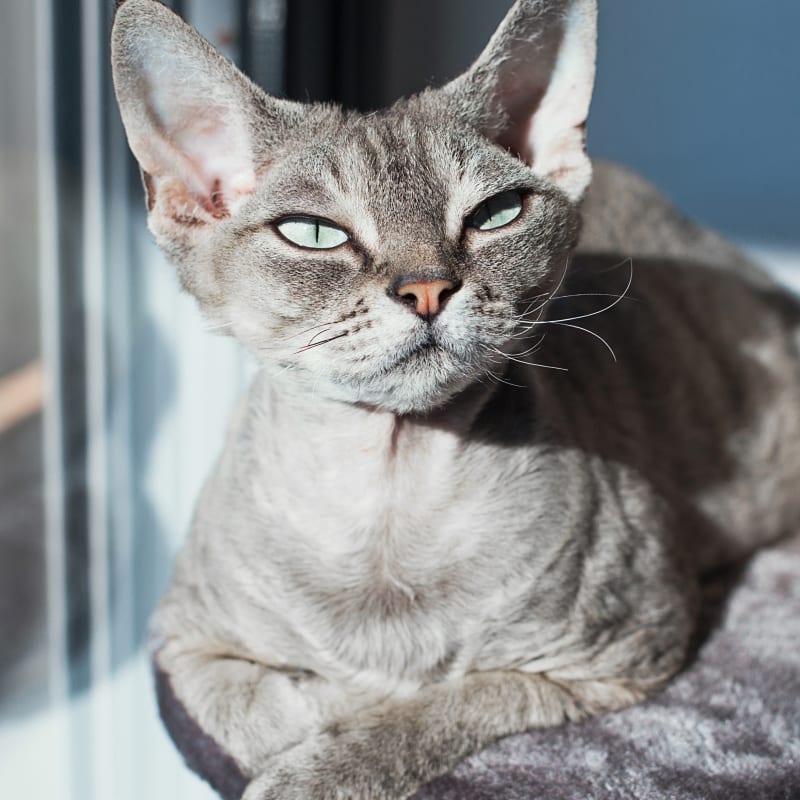Surgery, Midway Veterinary Hospital, Somerset
