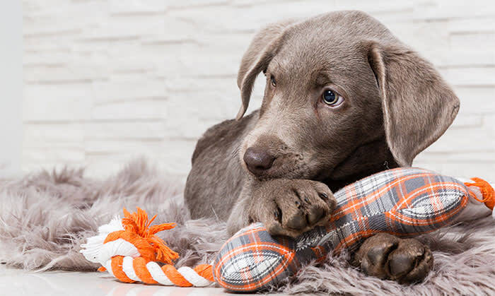 Puppies, Midway Veterinary Hospital