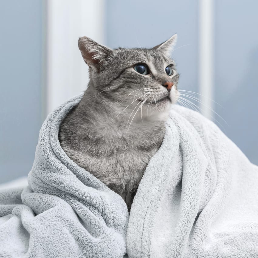 Oncology Services, Somerset Veterinarian